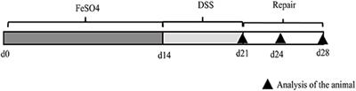 Dietary High Dose of Iron Aggravates the Intestinal Injury but Promotes Intestinal Regeneration by Regulating Intestinal Stem Cells Activity in Adult Mice With Dextran Sodium Sulfate-Induced Colitis